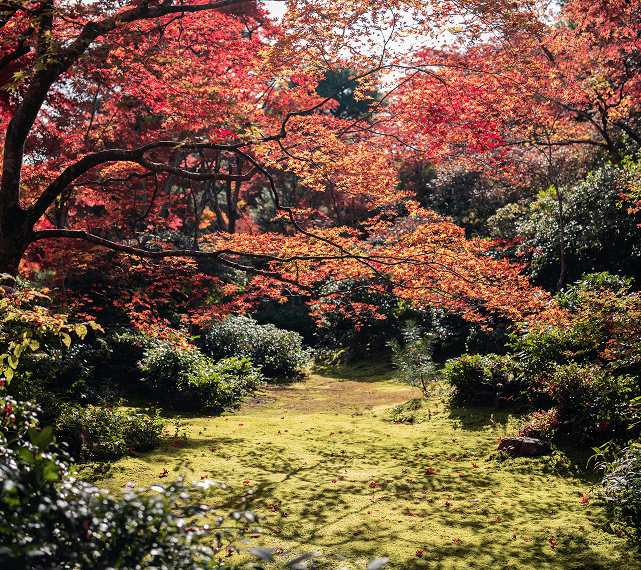 Garden scene with red autumn trees and mossy ground, lit by soft daylight with a calm atmosphere.